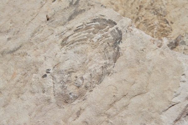 Fossils in Texas | Mineral Wells Fossil Park